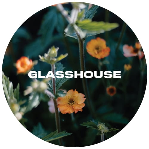 glasshouse-avens-keg