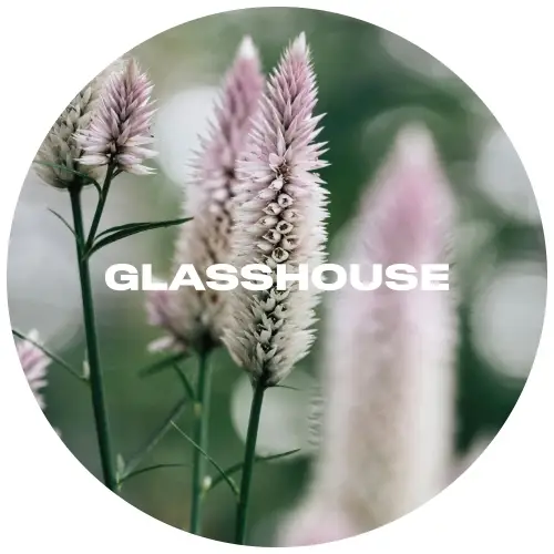 glasshouse-celosia-keg