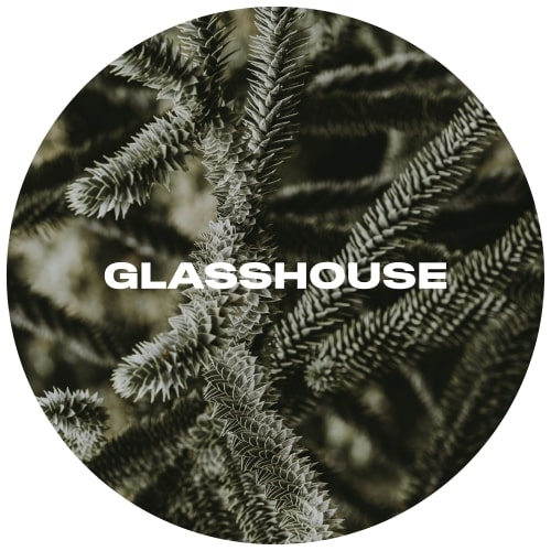 glasshouse-monkey-puzzle-keg-min