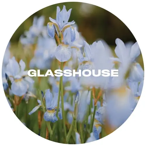 glasshouse-siberica-keg
